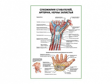 Сухожилия сгибателей, артерии, нервы плакат глянцевый А1/А2 (глянцевый A2)