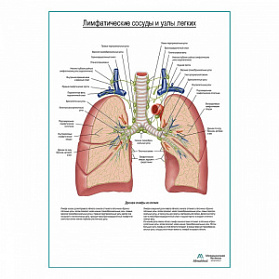 Лимфатические сосуды и узлы легких плакат глянцевый А1+/А2+ (матовый холст от 200 г/кв.м, размер A1+) Лимфатические сосуды и узлы легких плакат глянцевый А1+/А2+ (матовый холст от 200 г/кв.м, размер A1+)