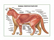 Мышцы кошки, поверхностный слой плакат глянцевый А1/А2 (глянцевый A1)