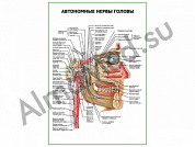 Автономные нервы головы плакат ламинированный А1/А2 (ламинированный	A2)