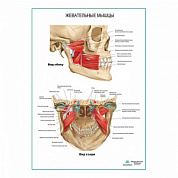 Жевательные мышцы. Вид сбоку плакат глянцевый А1+/А2+ (глянцевый холст от 200 г/кв.м, размер A1+)