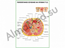 Поперечное сечение на уровне Т-12 плакат ламинированный А1/А2 (ламинированный	A2)