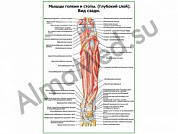 Мышцы голени и стопы глубокий слой, вид сзади плакат глянцевый/ламинированный А1/А2 (глянцевый	A2)