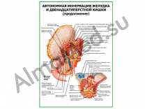 Автономная иннервация желудка продолжение плакат ламинированный А1/А2 (ламинированный	A2)