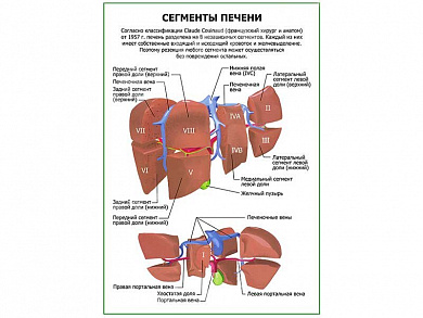 Сегменты печени плакат глянцевый  А1/А2 (глянцевый A1)