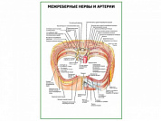 Межреберные нервы и артерии плакат глянцевый А1/А2 (глянцевый A1)