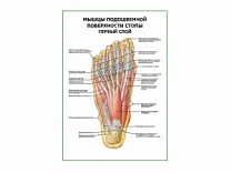 Мышцы подошвенной поверхности стопы первый слой плакат глянцевый А1/А2 (глянцевый A1)