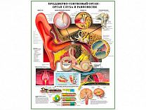 Преддверно-улитковый орган слуха и равновесия, плакат глянцевый/ламинированный А1/А2 (глянцевый	A2)