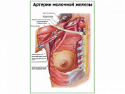 Артерии молочной железы плакат глянцевый А1/А2 (глянцевый A1)