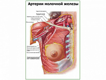 Артерии молочной железы плакат глянцевый А1/А2 (глянцевый A1)