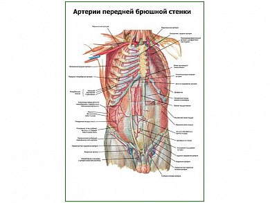 Артерии передней брюшной стенки плакат глянцевый А1/А2 (глянцевый A2)