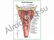 Глотка, вид сзади плакат ламинированный А1/А2 (ламинированный	A2)