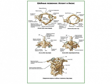 Шейные позвонки плакат глянцевый А1/А2 (глянцевый A2)