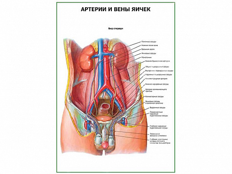 Артерии и вены яичек плакат глянцевый А1/А2 (глянцевый A1)