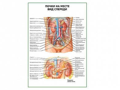 Почки на месте. Вид спереди, плакат глянцевый А1/А2 (глянцевый A2)