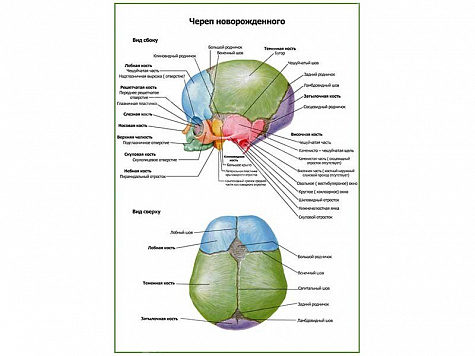 Череп новорожденного, плакат глянцевый А1/А2 (глянцевый A2)