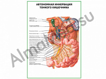 Автономная иннервация тонкого кишечника плакат ламинированный А1/А2 (ламинированный	A2)