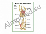 Межкостные мышцы стопы плакат ламинированный А1/А2 (ламинированный	A2)