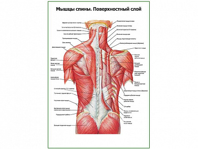 Мышцы спины, поверхностный слой плакат глянцевый А1/А2 (глянцевый A1)