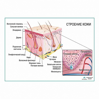 Строение кожи, плакат глянцевый/ламинированный А1/А2 (глянцевый	A2)