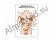 Брюшная полость. Поверхностная анатомия плакат ламинированный А1/А2 (ламинированный	A2)