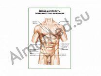 Брюшная полость. Поверхностная анатомия плакат ламинированный А1/А2 (ламинированный	A2)