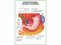 Артерии желудка, печени и селезенки плакат глянцевый  А1/А2 (глянцевый A2)