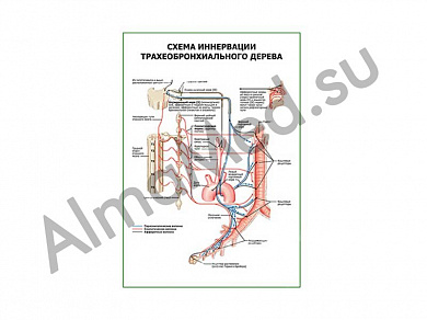 Схема иннервации трахеобронхиального дерева плакат глянцевый/ламинированный А1/А2 (глянцевый	A2)