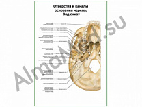 Отверстия и каналы основания черепа плакат ламинированный А1/А2 (ламинированный	A2)