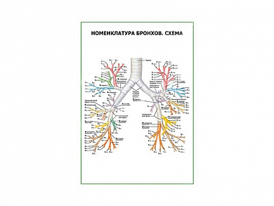Номенклатура бронхов. Схема плакат глянцевый А1/А2 (глянцевый A1)