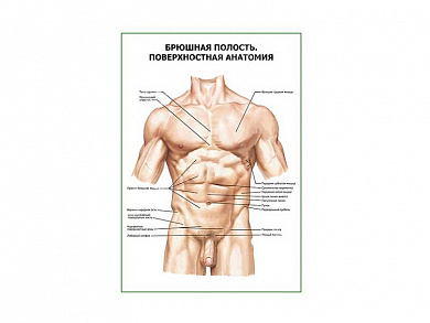 Брюшная полость. Поверхностная анатомия плакат глянцевый А1/А2 (глянцевый A1)