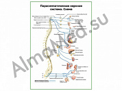 Парасимпатическая нервная система плакат ламинированный А1/А2 (ламинированный	A2)