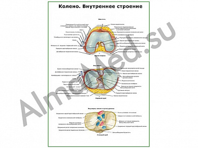 Коленный сустав, внутреннее строение плакат глянцевый/ламинированный А1/А2 (глянцевый	A2)