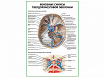 Венозные синусы твердой мозговой оболочки плакат глянцевый А1/А2 (глянцевый A1)