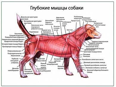 Глубокие слои мышц собаки плакат глянцевый А1/А2 (глянцевый A2)