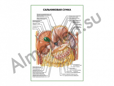 Сальниковая сумка плакат ламинированный А1/А2 (ламинированный	A2)