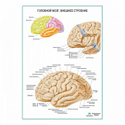 Головной мозг, внешнее строение плакат глянцевый А1+/А2+ (глянцевая фотобумага от 200 г/кв.м, размер A2+)