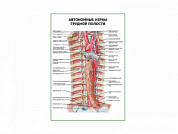 Автономные нервы грудной полости плакат глянцевый А1/А2 (глянцевый A2)