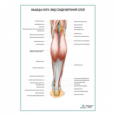 Мышцы ноги. Вид сзади верхний слой плакат глянцевый А1+/А2+ (глянцевая фотобумага от 200 г/кв.м, размер A1+)
