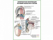 Иннервация ротовой полости и глотки, плакат глянцевый А1/А2 (глянцевый A2)
