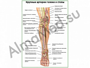 Крупные артерии голени и стопы плакат ламинированный А1/А2 (ламинированный	A2)