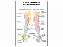 Кожная иннервация верхней конечности плакат глянцевый А1/А2 (глянцевый A2)