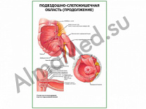 Подвздошно-слепокишечная область, продолжение, плакат глянцевый/ламинированный А1/А2 (глянцевый	A2)