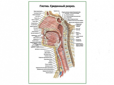 Глотка срединный разрез плакат глянцевый А1/А2 (глянцевый A1)