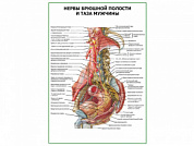 Нервы брюшной полости и таза мужчины плакат глянцевый А1/А2 (глянцевый A1)