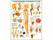 Тазобедренный и коленный суставы, плакат глянцевый А1/А2 (глянцевый A2)