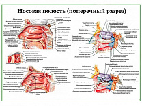 Носовая полость поперечный разрез, плакат глянцевый/ламинированный А1/А2 (глянцевый	A2)