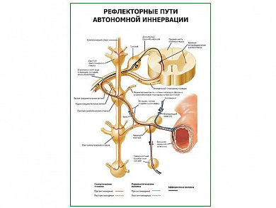Рефлекторные пути автономной иннервации плакат глянцевый А1/А2 (глянцевый A2)