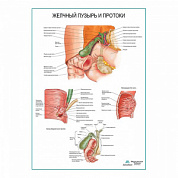 Желчный пузырь и протоки плакат глянцевый  А1+/А2+ (глянцевый холст от 200 г/кв.м, размер A1+)