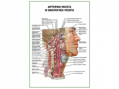 Артерии мозга и оболочек мозга плакат глянцевый А1/А2 (глянцевый A2)